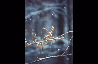 120110_fuyugomorinomori