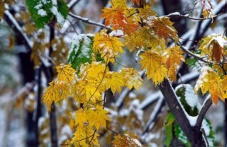 120110_fuyutastu
