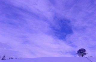 美瑛・一本の木