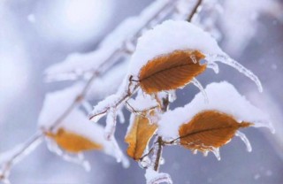 120110_syotounokonoha