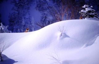 上富良野・十勝岳のキタキツネ