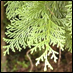 120210_hinoki