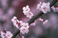 お花見セール