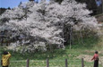 中旬〜下旬:臥龍桜・桜まつり