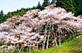 下旬〜5月上旬:ひだ荘川桜まつり